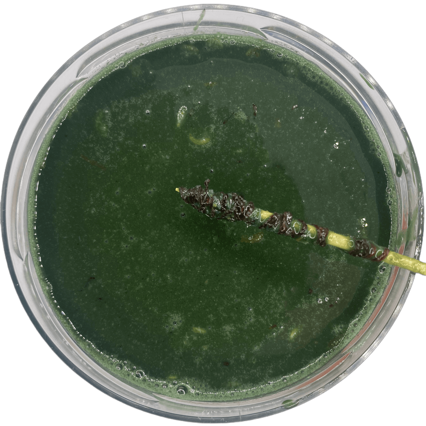 Pumpkin GLM Liquid - OR-Baits