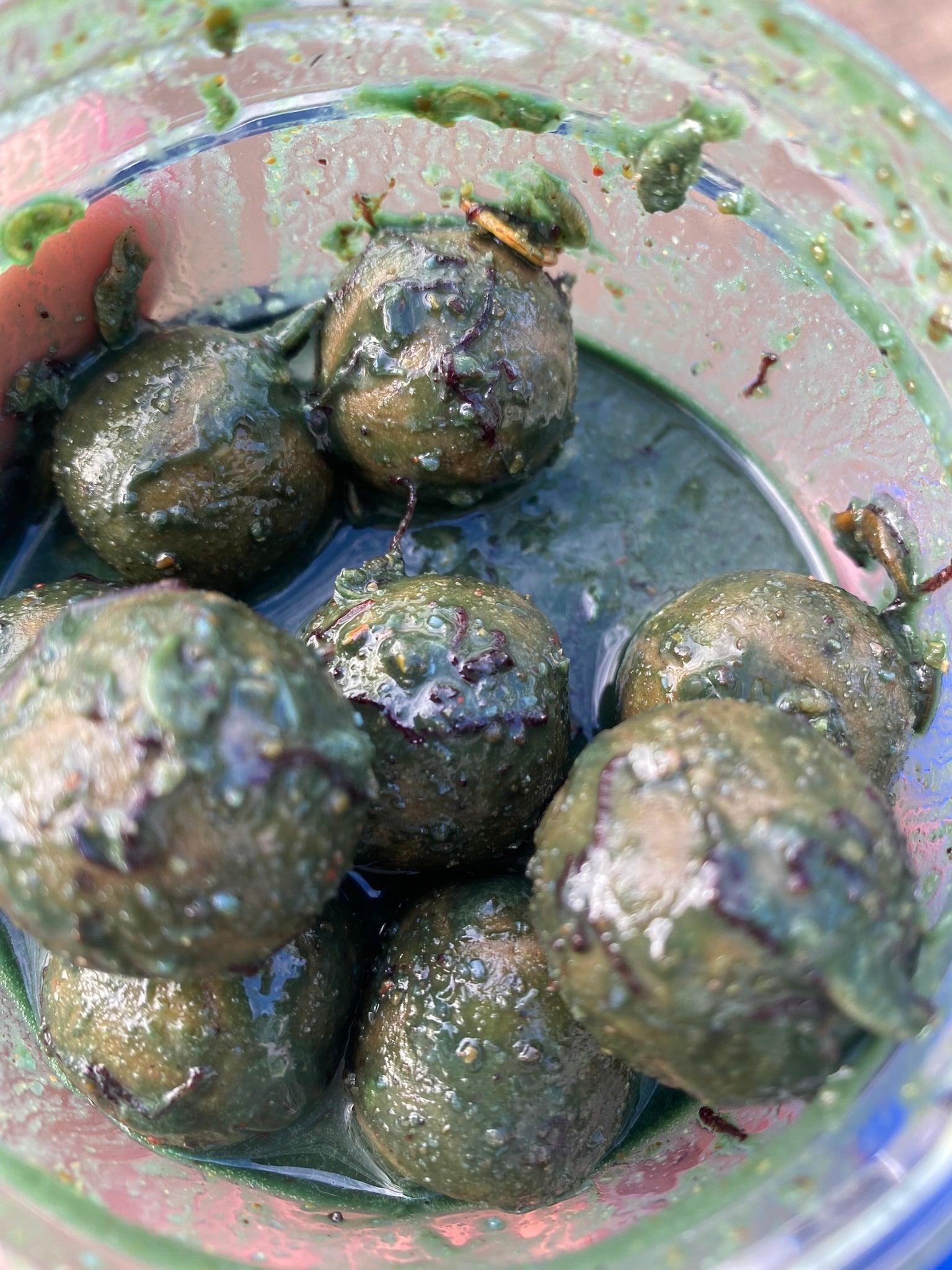 Pumpkin GLM Liquid - OR-Baits